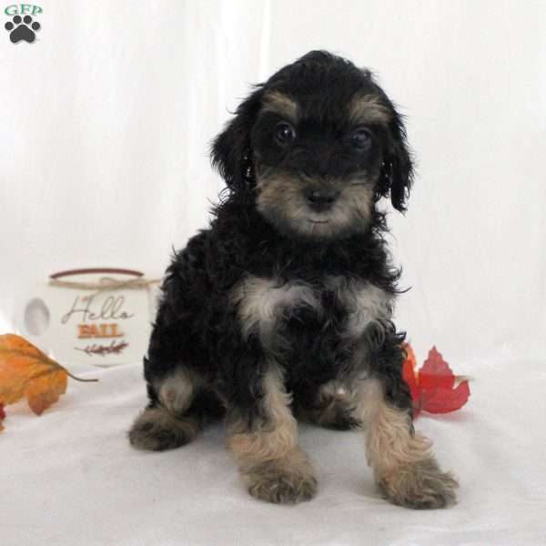 Joe, Yorkie Poo Puppy